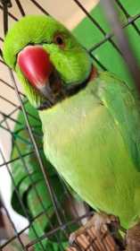 Lost Indian Ringneck Parakeet