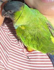 Lost Eclectus