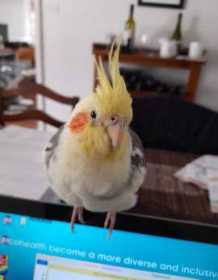 Lost Cockatiel