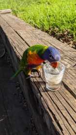 Lost Lory / Lorikeet