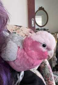 Lost Galah Cockatoo