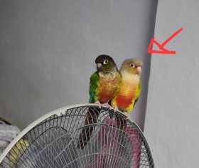 Lost Conure