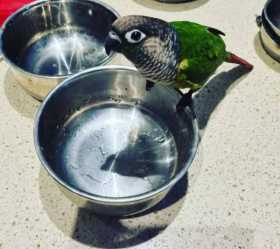 Lost Conure