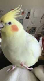 Lost Cockatiel