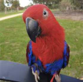 Lost Eclectus