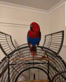 Lost Eclectus