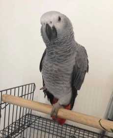 Lost African Grey