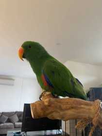 Lost Eclectus