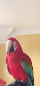 Lost Macaw