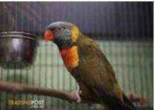 Lost Lory / Lorikeet