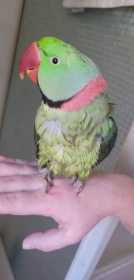 Lost Alexandrine