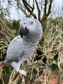 Lost African Grey