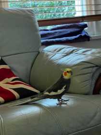 Lost Cockatiel