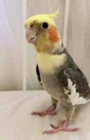 Lost Cockatiel