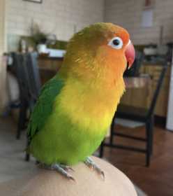 Lost Lovebird