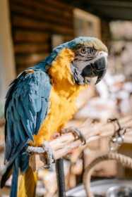 Lost Macaw