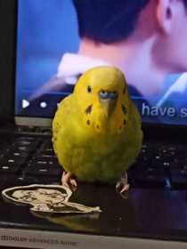 Lost Parakeet