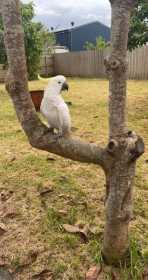 Lost Cockatoo