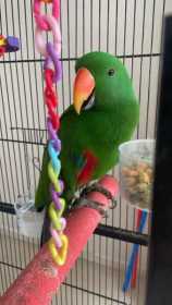 Lost Eclectus