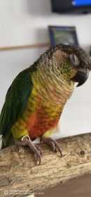 Lost Conure