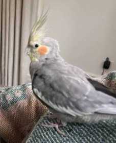 Lost Cockatiel