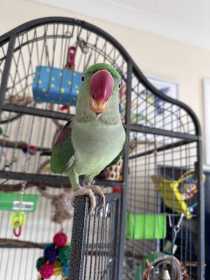 Lost Alexandrine