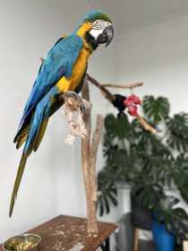 Lost Macaw
