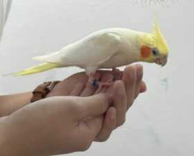 Lost Cockatiel