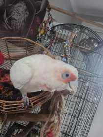 Lost Corella Cockatoo