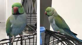 Lost Indian Ringneck Parakeet