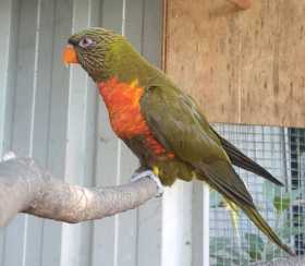 Lost Lory / Lorikeet