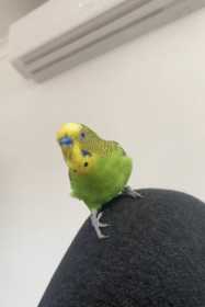 Lost Budgerigar