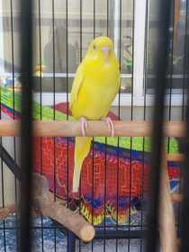 Lost Parakeet