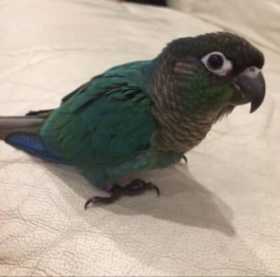 Lost Conure