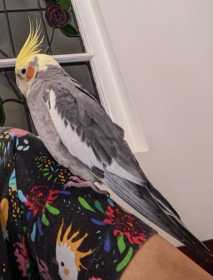 Lost Cockatiel