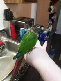 Lost Conure