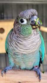 Lost Conure