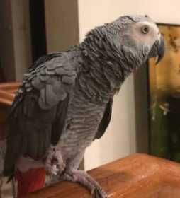 Lost African Grey