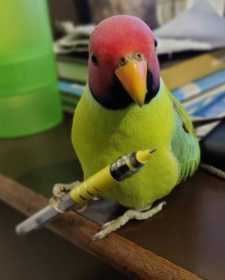 Lost Plum-Headed Parakeet