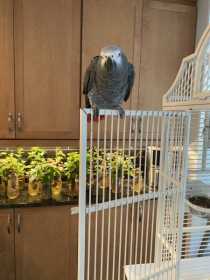 Lost African Grey