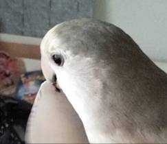 Lost Lovebird