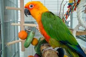 Lost Conure