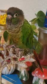 Lost Conure