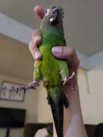 Lost Conure