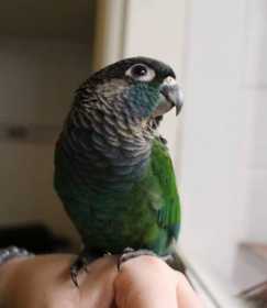 Lost Conure