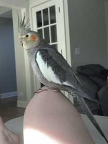 Lost Cockatiel