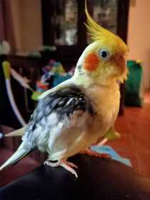 Lost Cockatiel