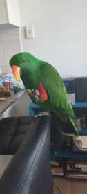 Lost Eclectus