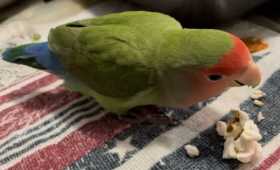 Lost Lovebird