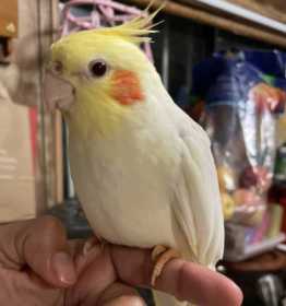 Lost Cockatiel